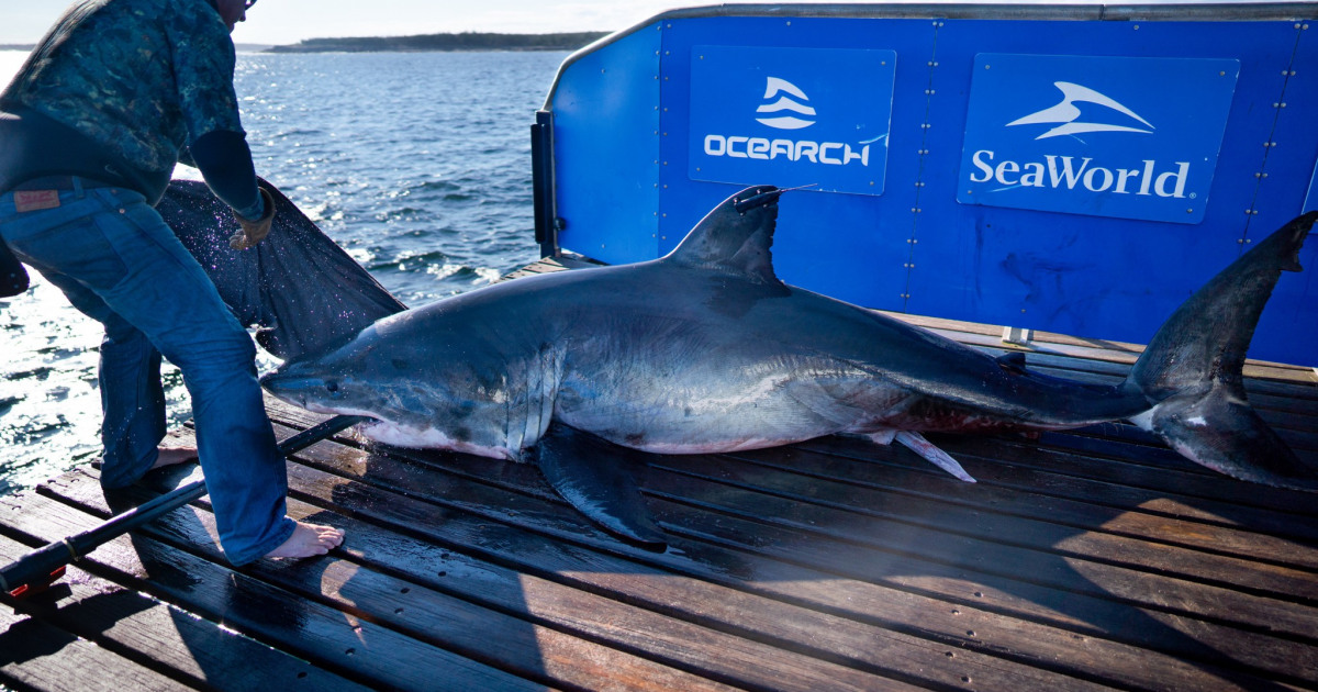 Ocearch shark tracker