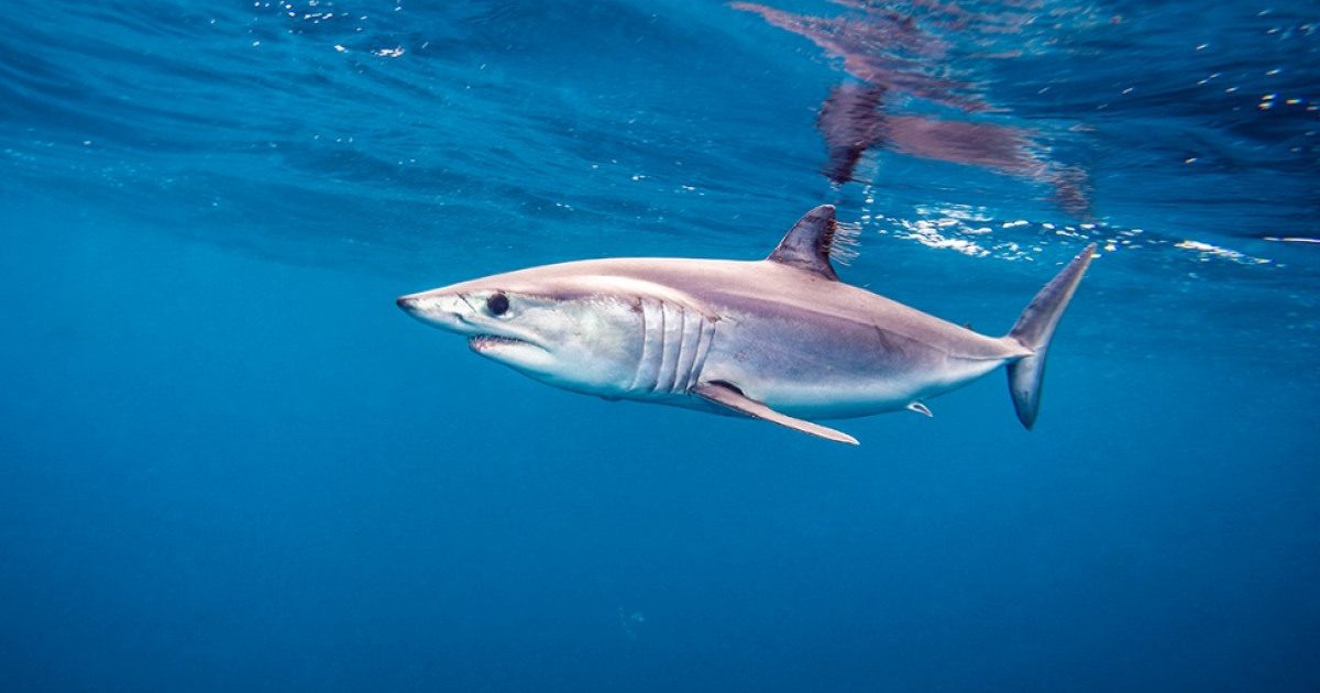 Mako Shark Movements